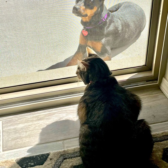 Geillis QUEEN OF OUR HOME! - Picture 1 of 1